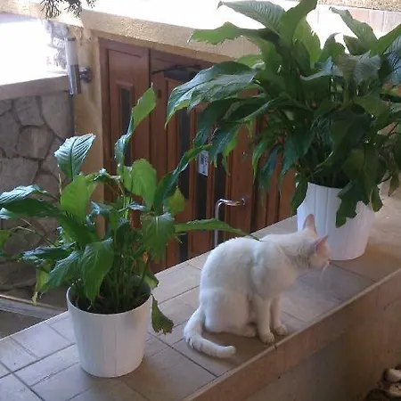 بيت ضيافة Oaza ترنافا